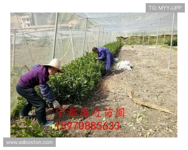 安全提示：如何保护您的AOA体育会员登录信息不被泄露