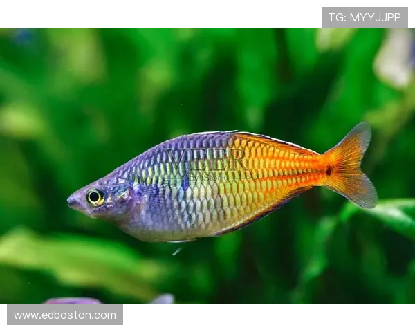 博鱼在线登录入口常见登录问题及快捷解决方案全解析